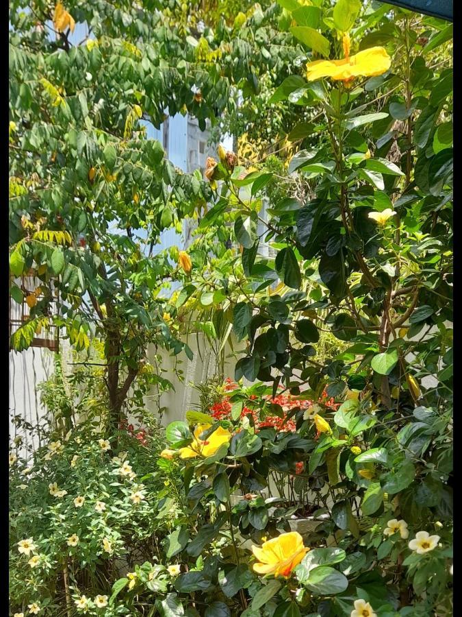 Apartament Star Garden Hoi An Zewnętrze zdjęcie